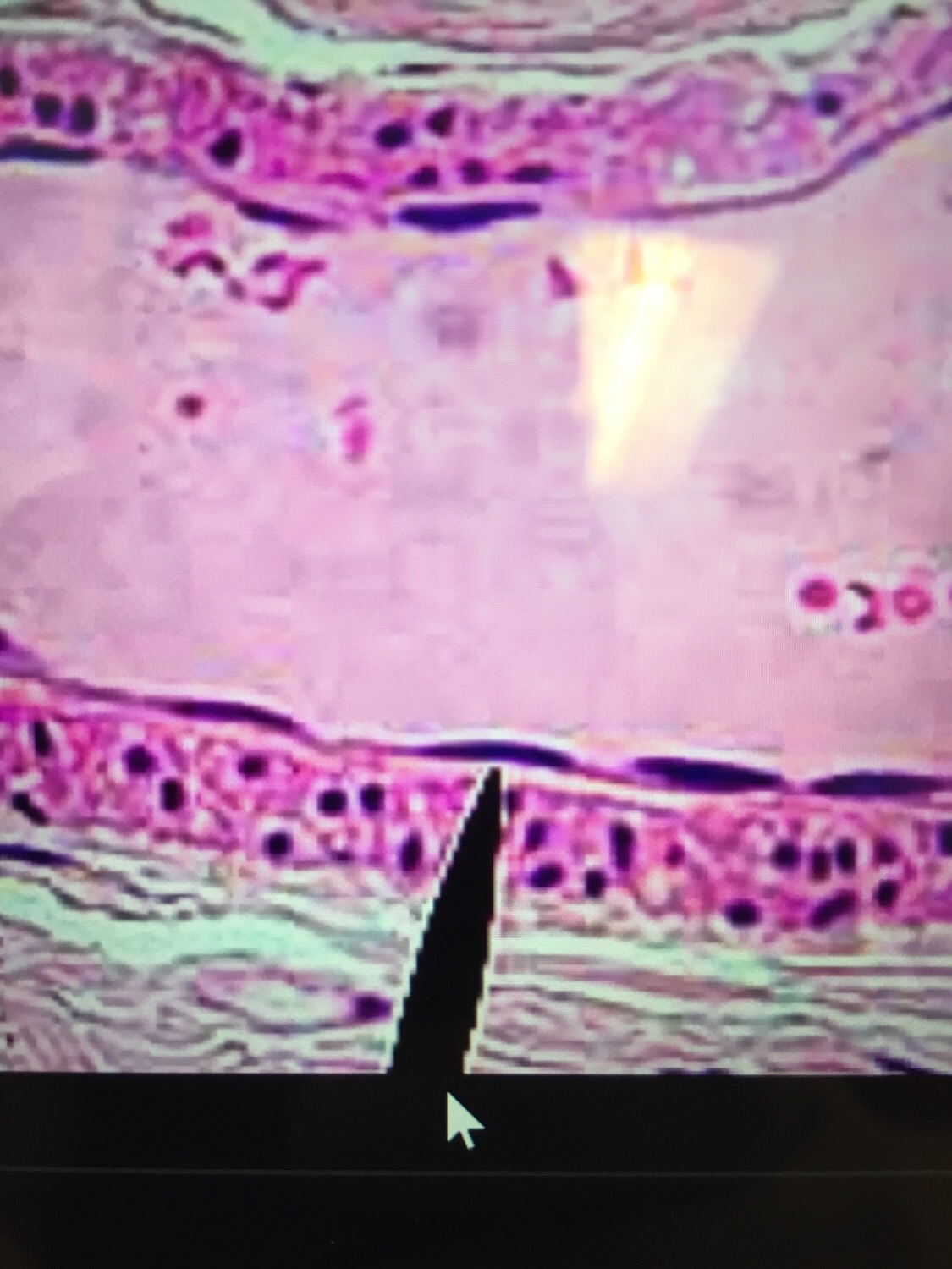 Microanatomy Lab 1 Flashcards Memorang