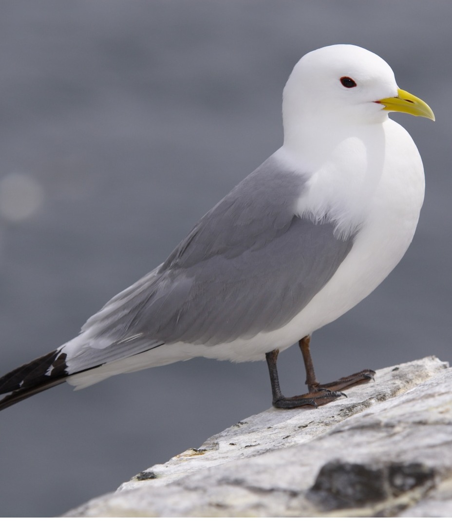 Laridae Flashcards Memorang