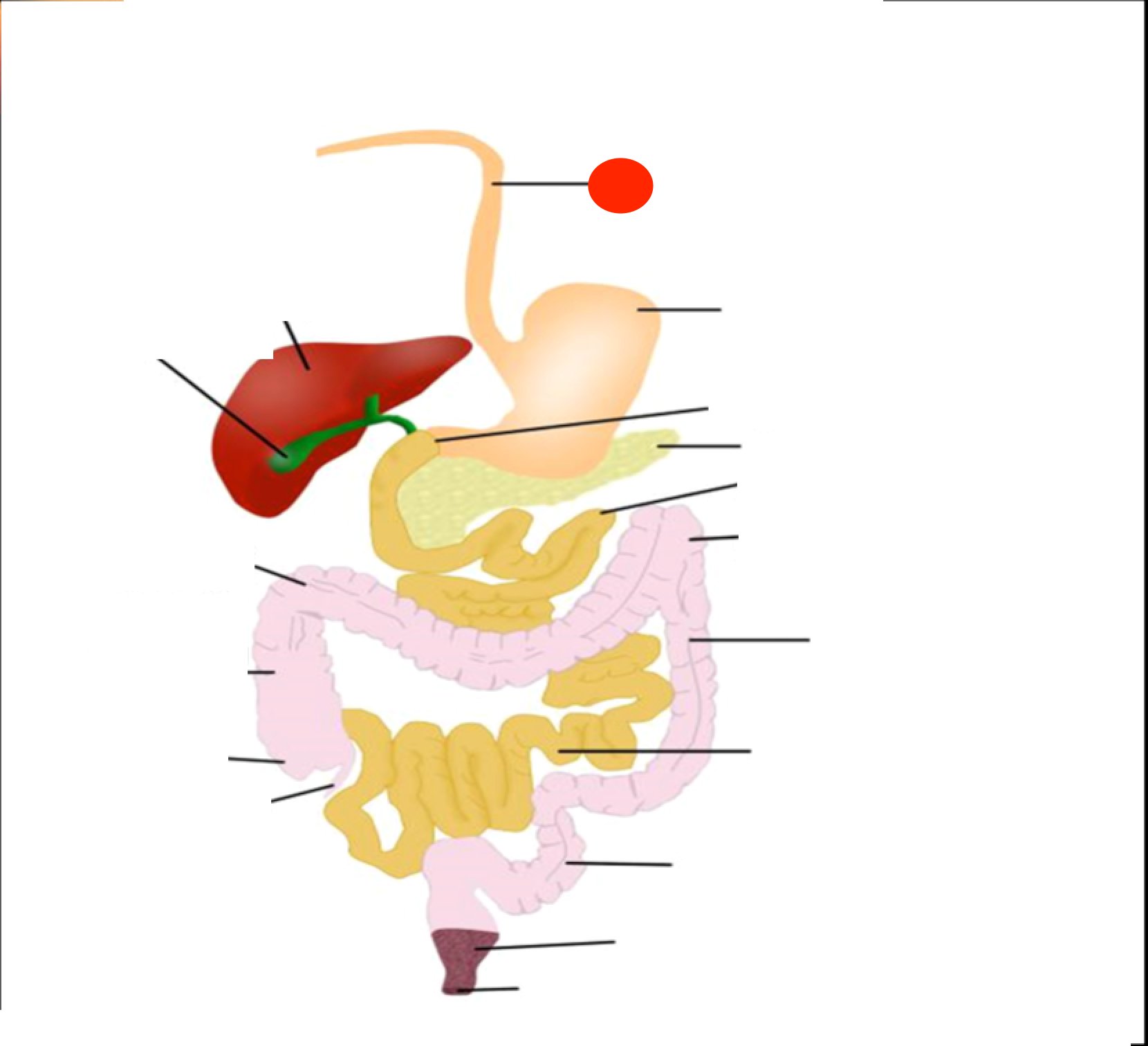 Quiz 5 Digestive System Flashcards Memorang