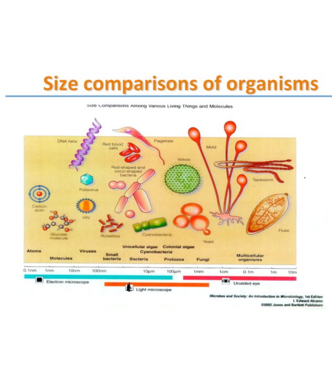 Microbiology visual data 8