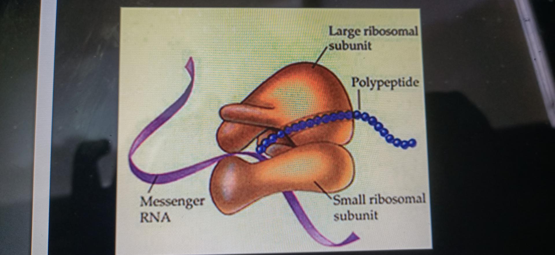 CH 2 Protein Synthesis Flashcards | Memorang