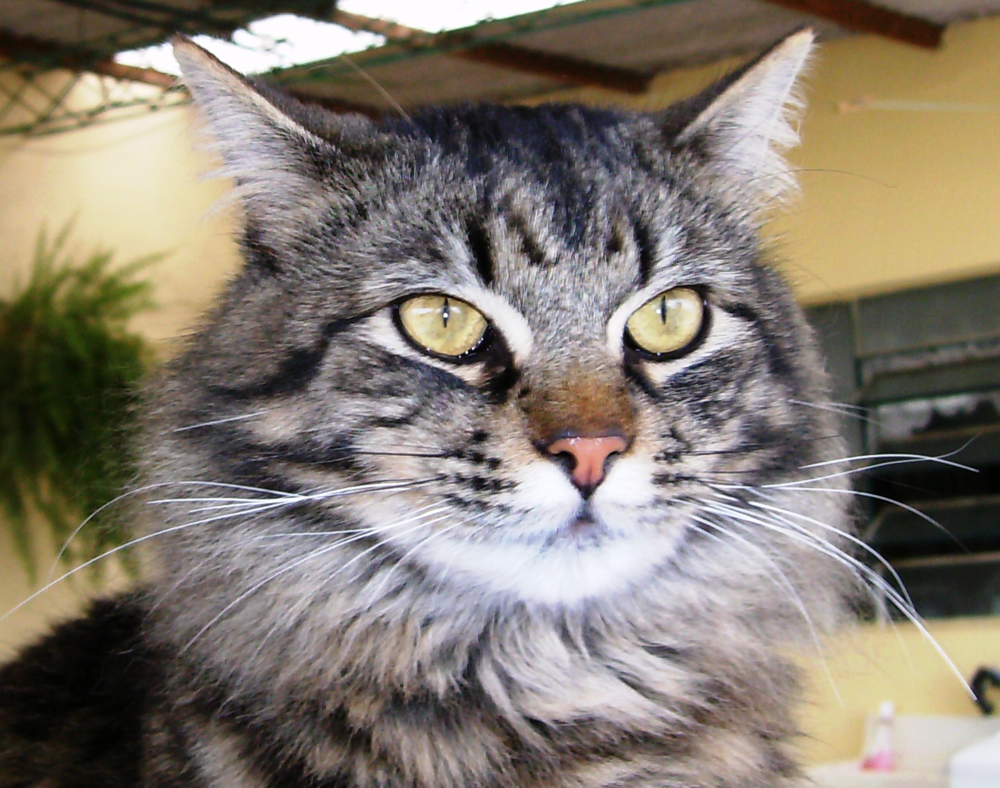 Ingles inicial. Flashcards | Memorang