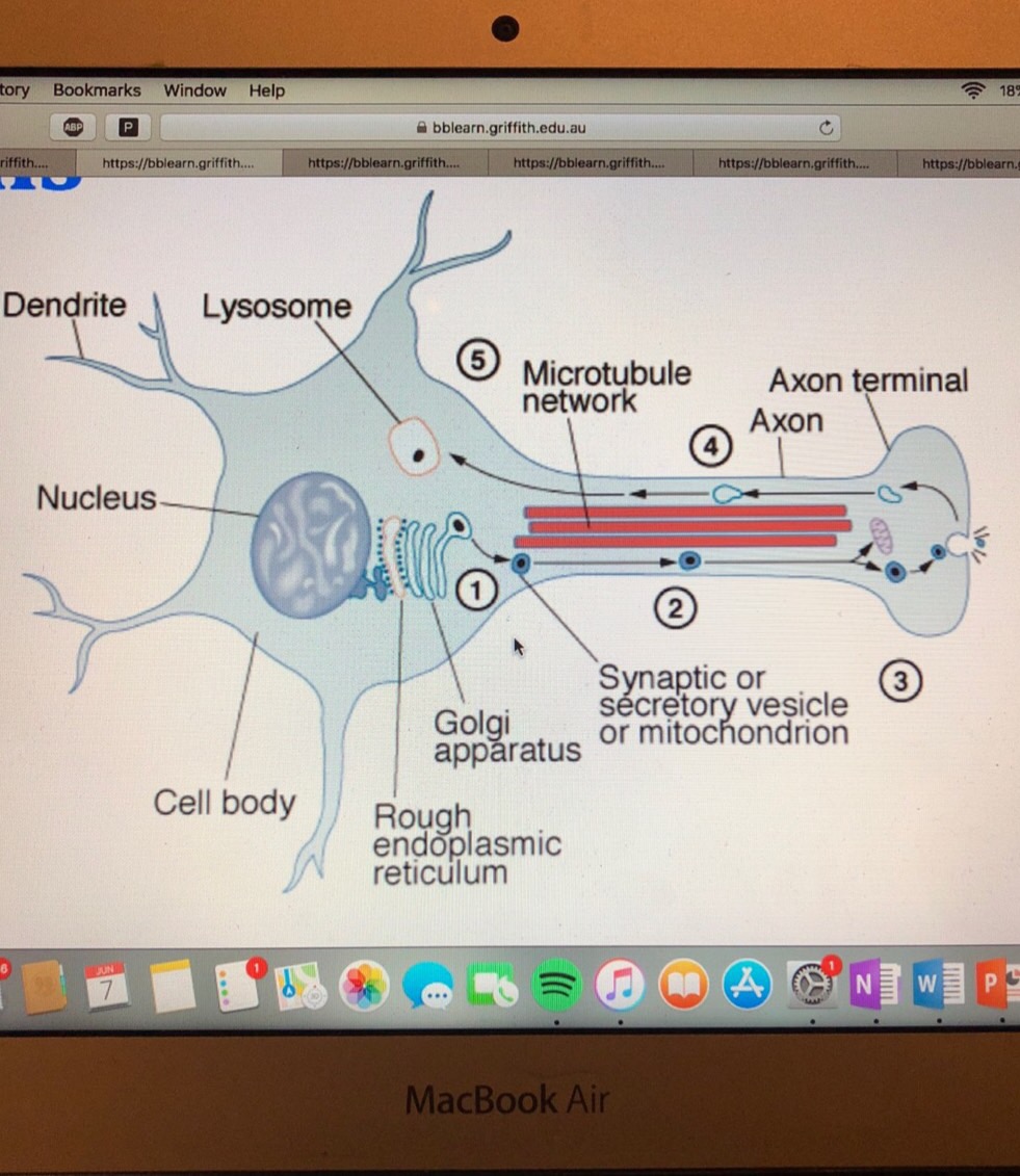 Neuroscience: RMPs and APS Flashcards | Memorang
