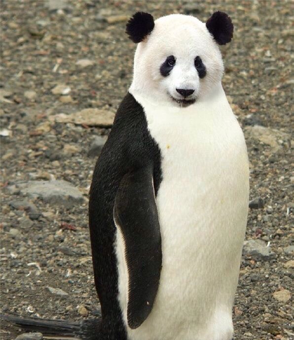 Mixed up animals!! Flashcards Memorang