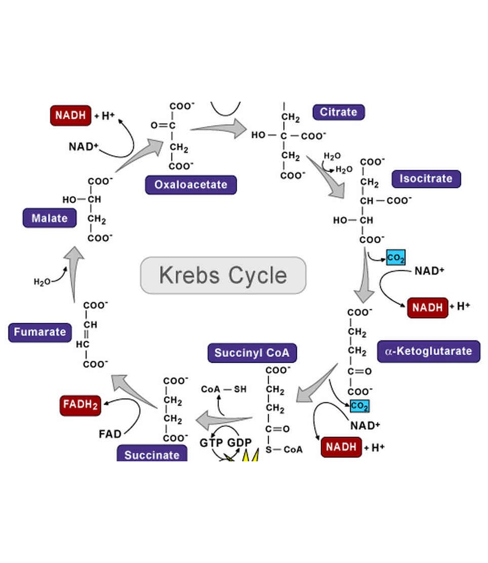 Cellular respiration Flashcards Memorang