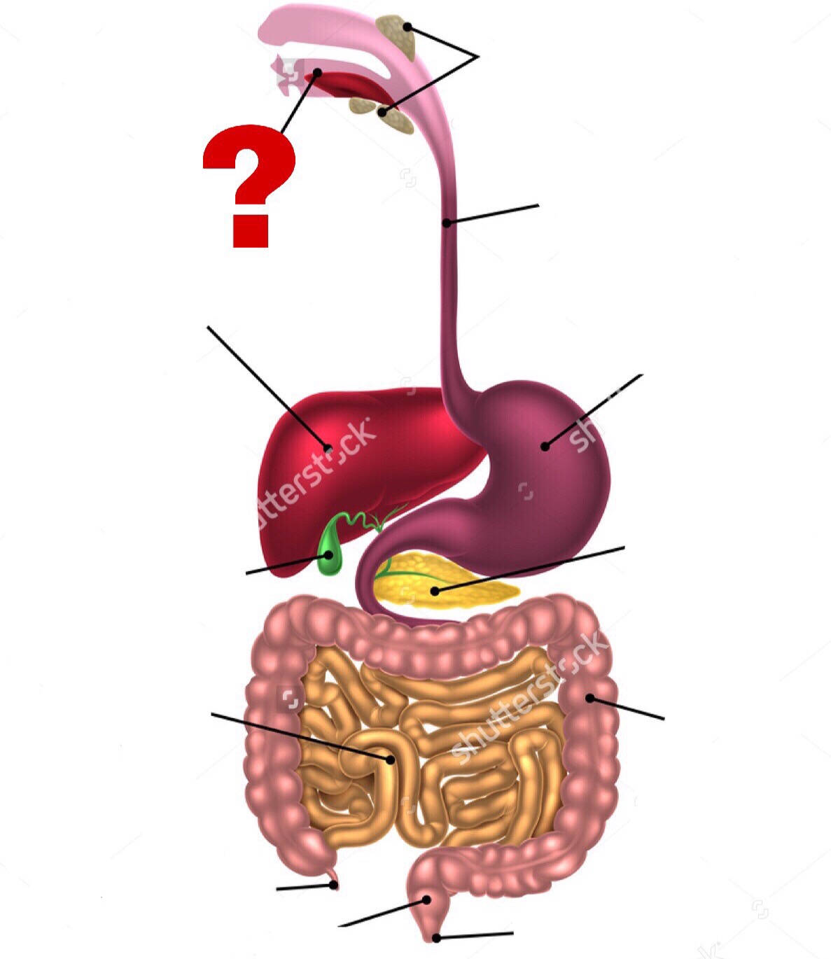 The Digestive System Flashcards Memorang