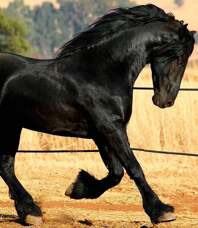 Horse coats Flashcards Memorang