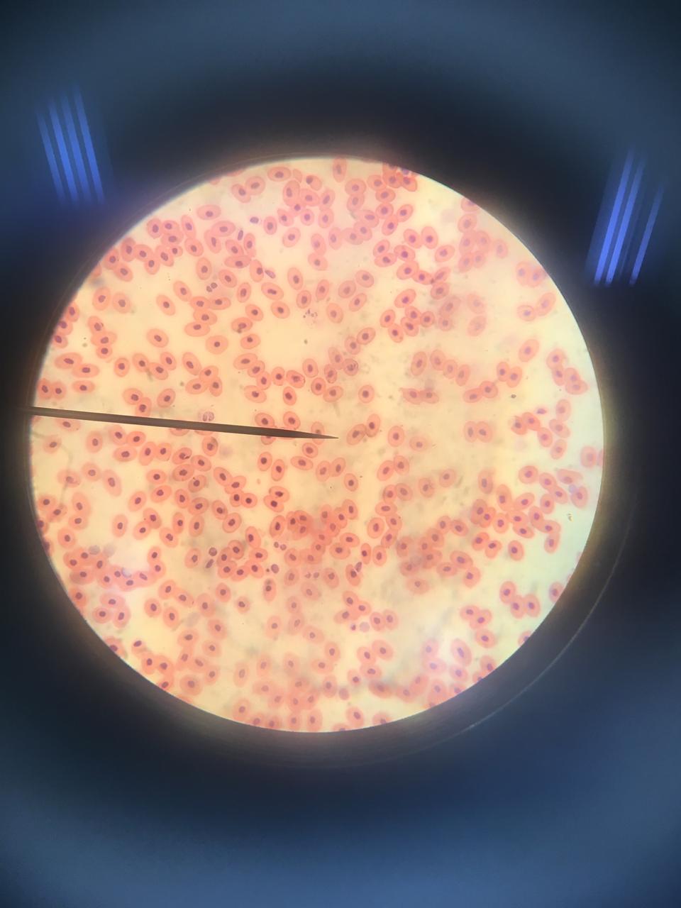 Zoology Flashcards Memorang