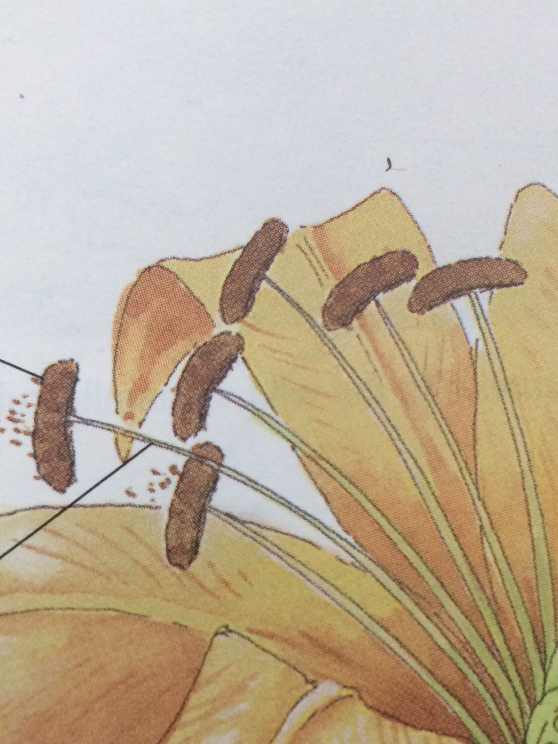 Flash Cards Pollination Pollination Flashcards | Memorang