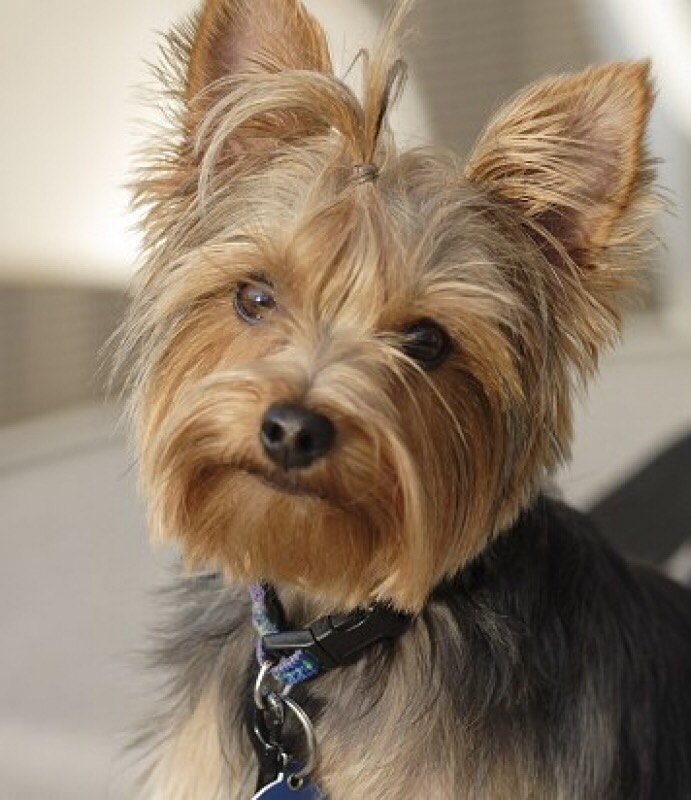 Hypoallergenic Dog Breeds Flashcards | Memorang
