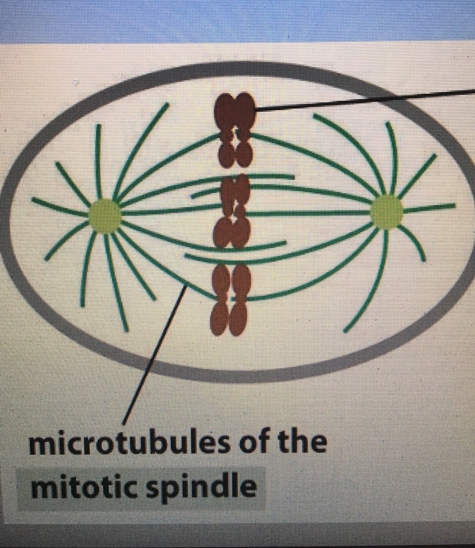 Spindle In Science Developmental Biology 5, 9 Flashcards | Memorang