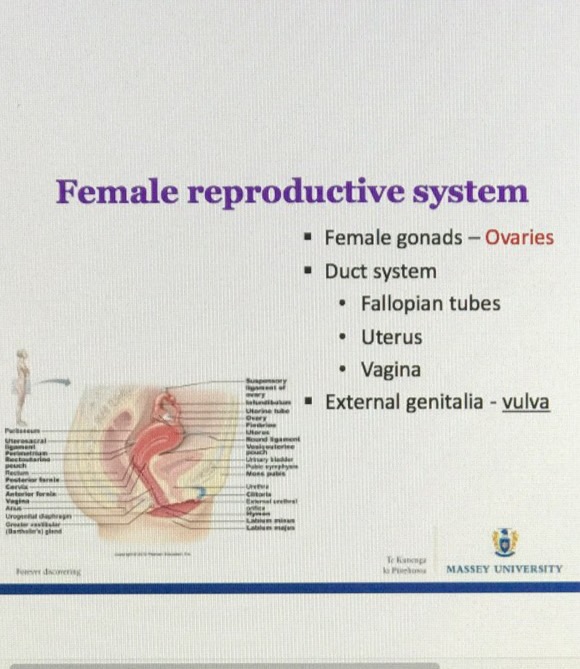 Module 6 Flashcards Memorang