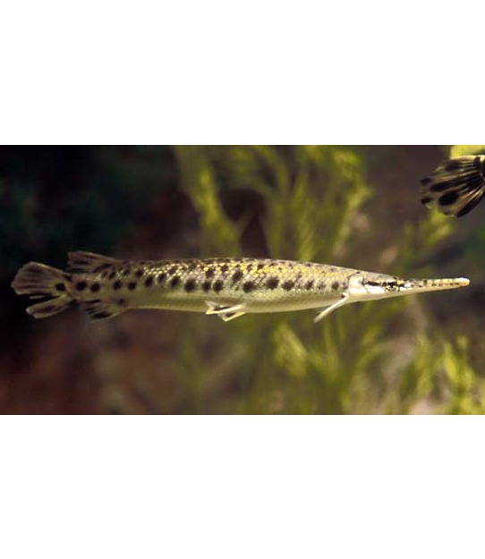 Fishes of Texas Flashcards Memorang