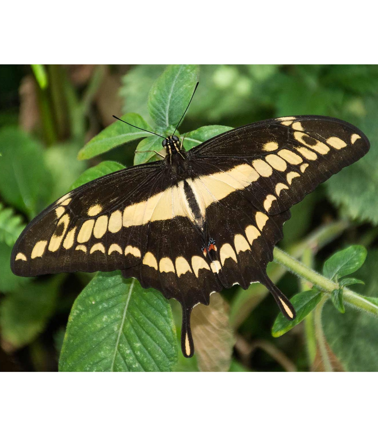 Costa Rican Butterflies Flashcards | Memorang