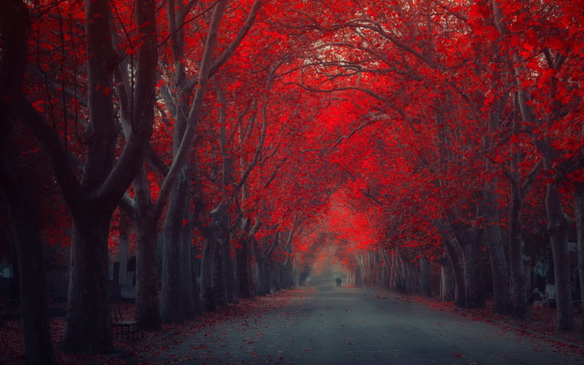 Red Aesthetic Flashcards Memorang