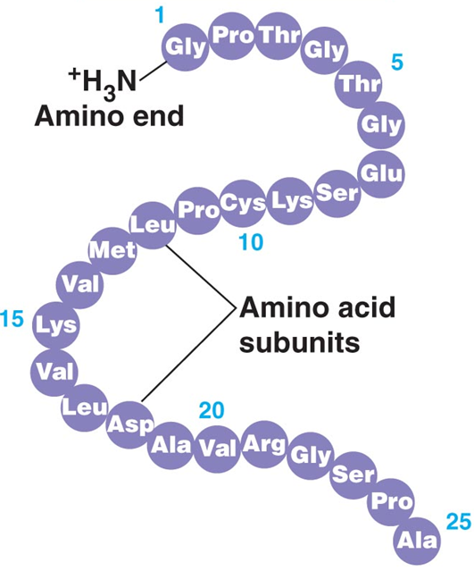 IB SL Biology - Protein structures and functions Flashcards | Memorang
