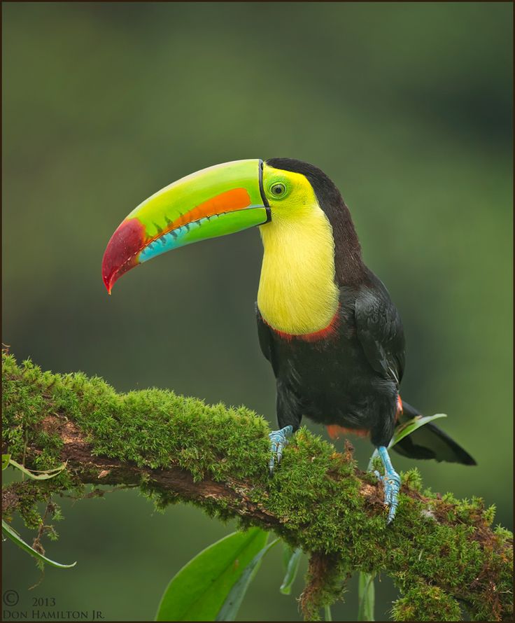 Rainforest animals in Spanish Flashcards Memorang