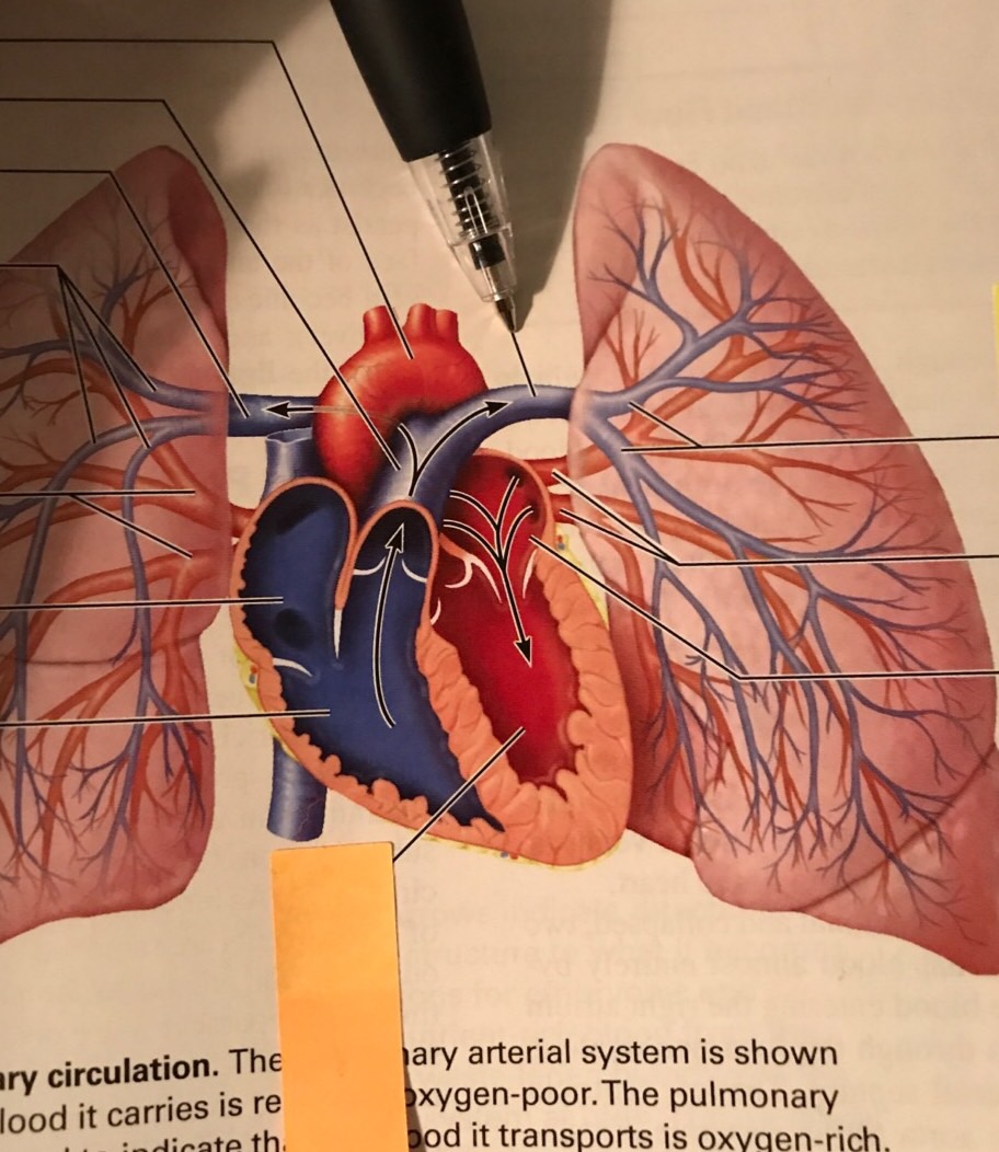Pulmonary Circulation Flashcards Memorang