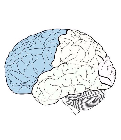 The Brain Flashcards Memorang