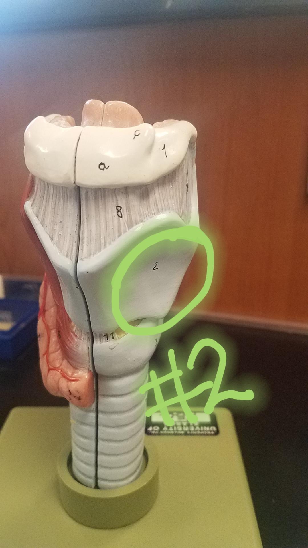 Exam 2 (respiratory) Flashcards Memorang