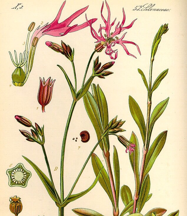 Caryophyllaceae Flashcards Memorang