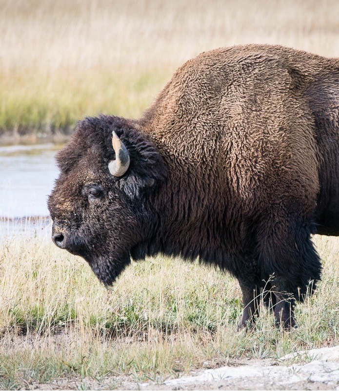 Yellowstones Epic Exodus What Are The Animals Trying To Tell Us - bbjqlxs