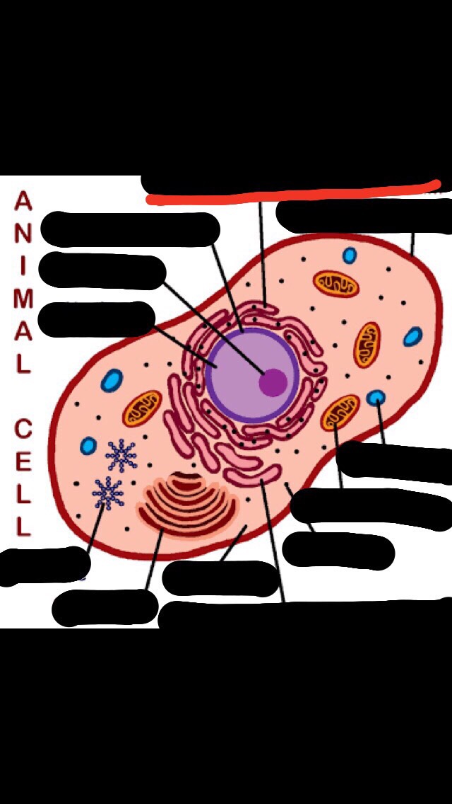 Animal cell Flashcards Memorang