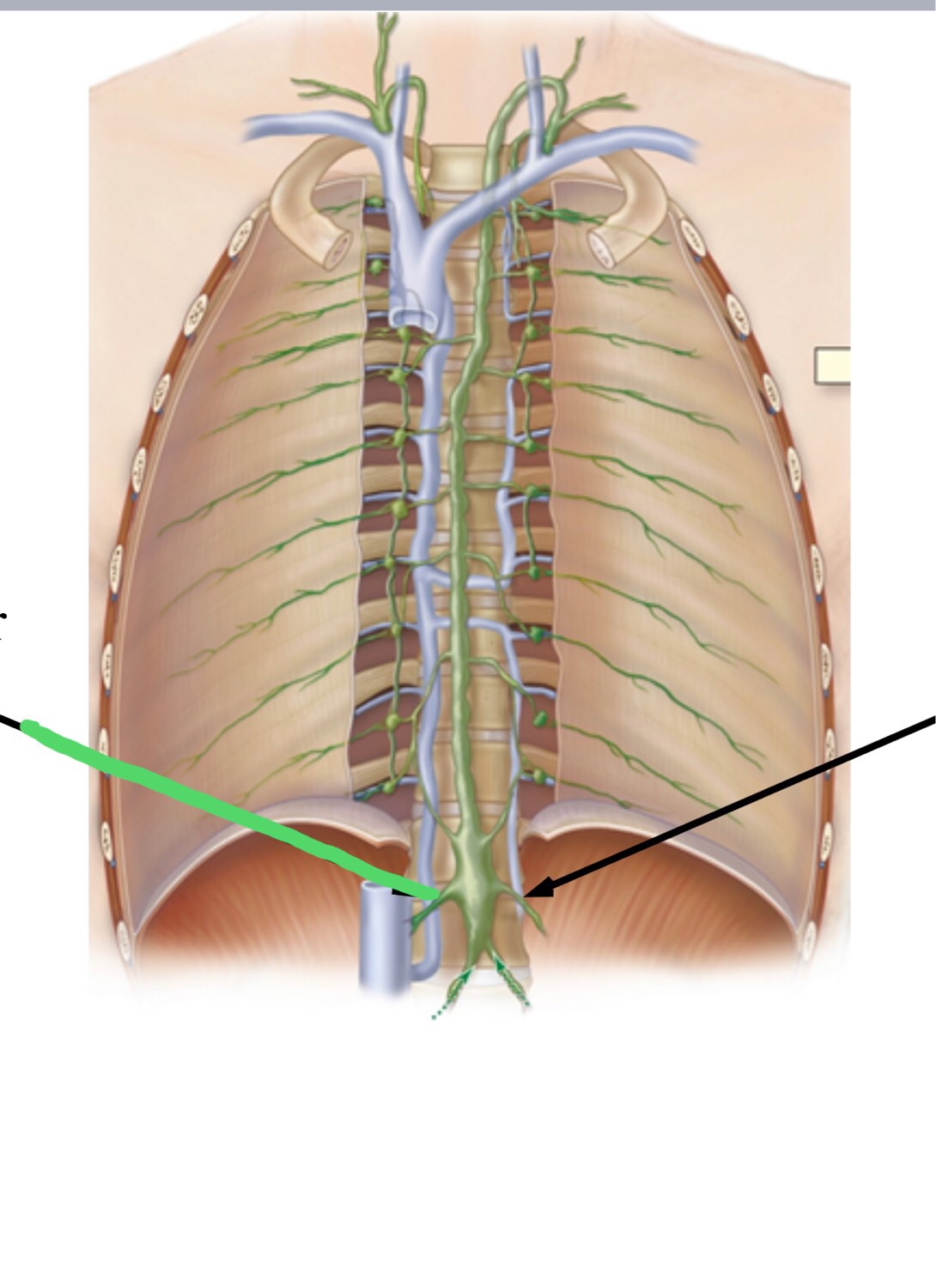 Lymphatic System Flashcards Memorang