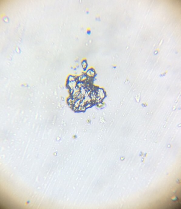 Things underneath the Microscope! Flashcards Memorang