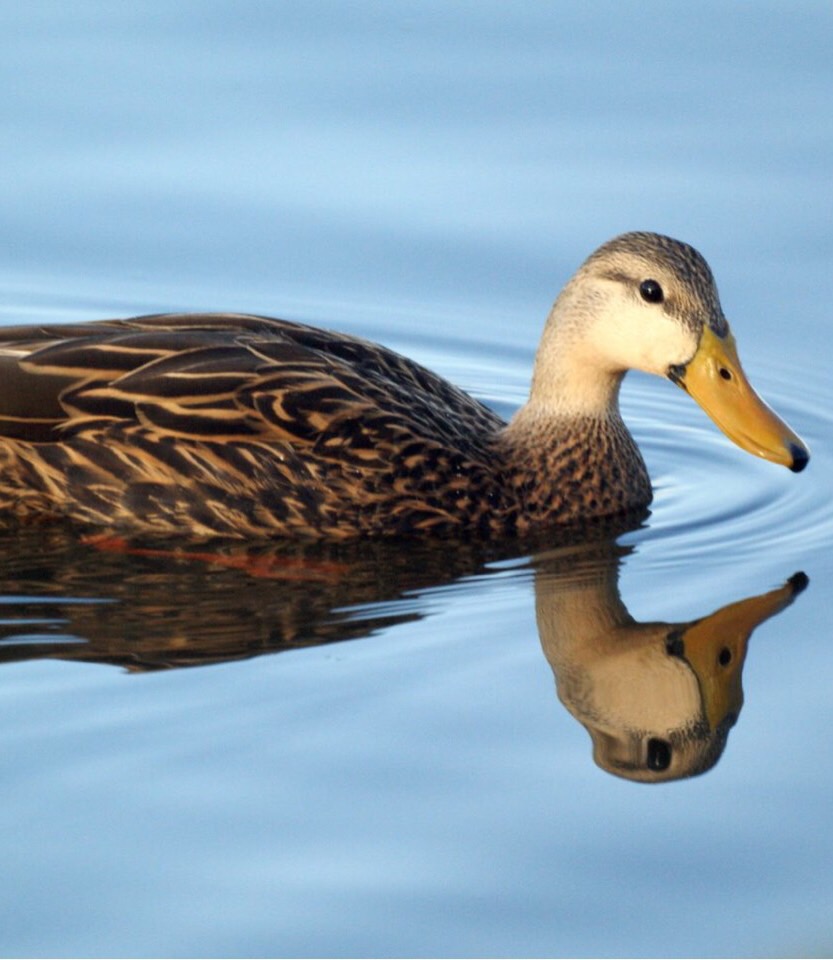 Class Aves Flashcards Memorang