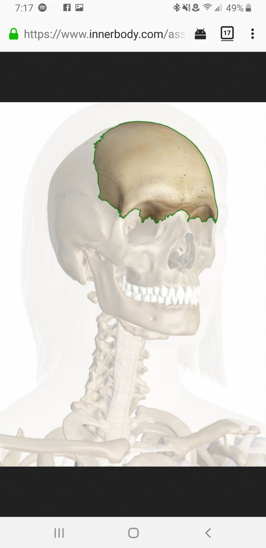 Skull Bones Flashcards Memorang skull-bones-flashcards-memorang