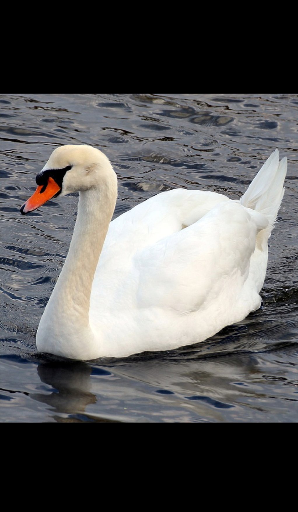 F&F2 Anseriformes Flashcards Memorang