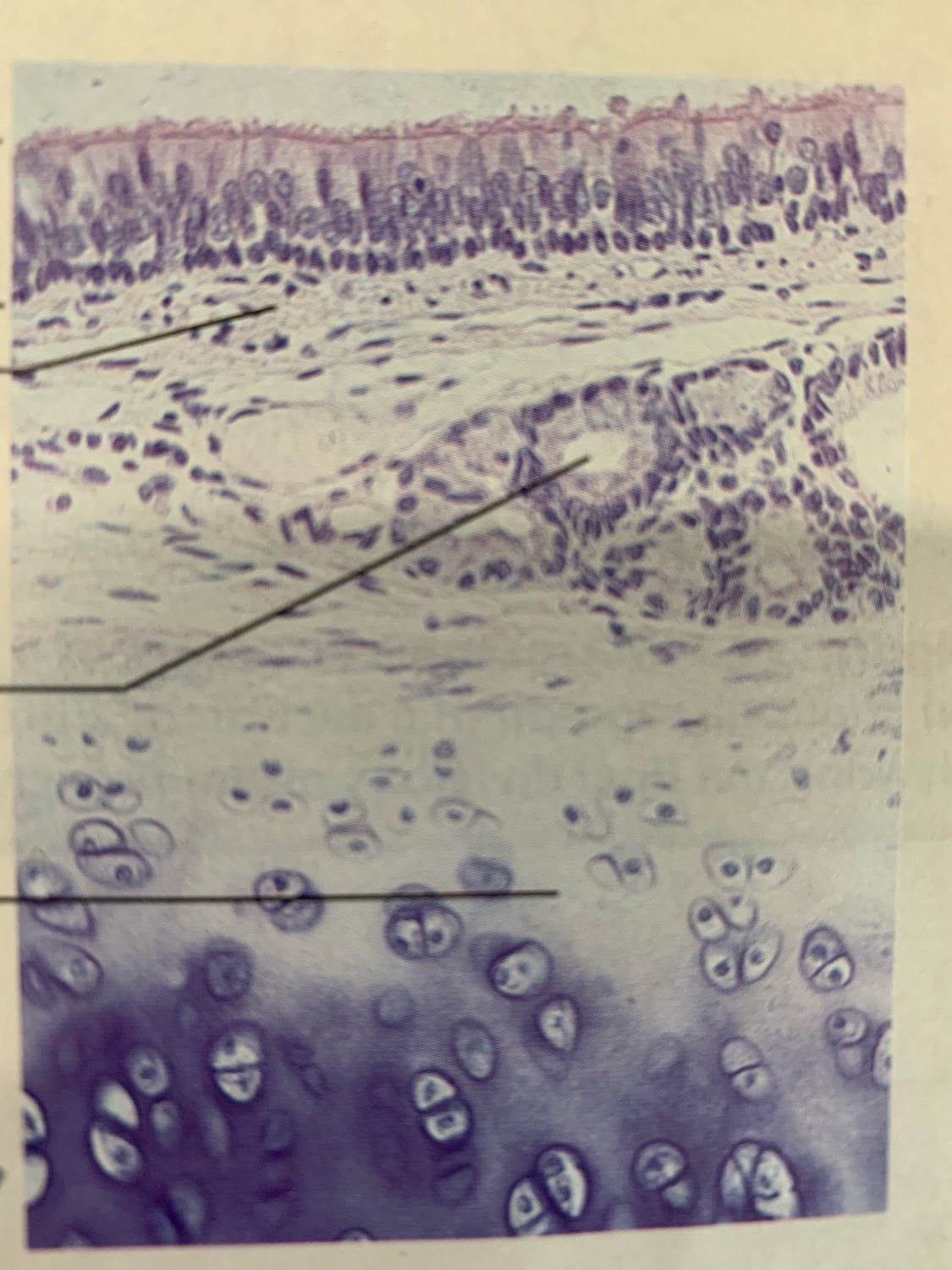 Histology!’ Flashcards Memorang