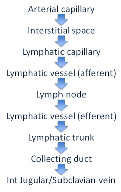Lymphatic System Flashcards Memorang