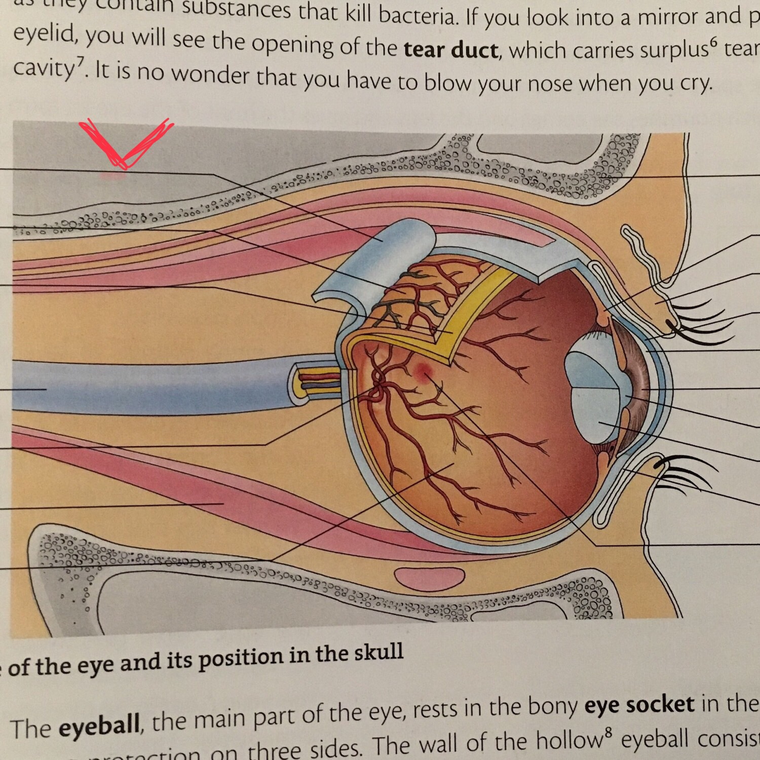 Anatomy of the eye Frau Lee Flashcards Memorang