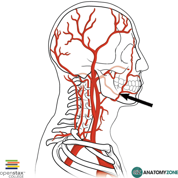 Vascular supply of face Flashcards Memorang