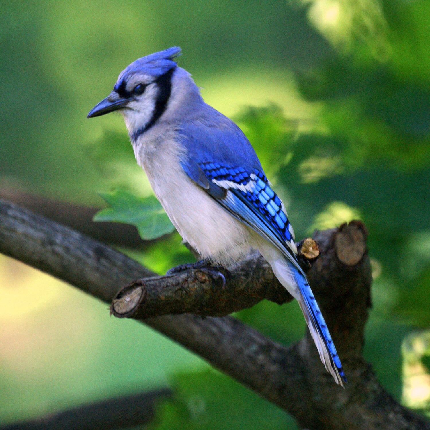 Birds Flashcards Memorang Birds Flashcards Memorang