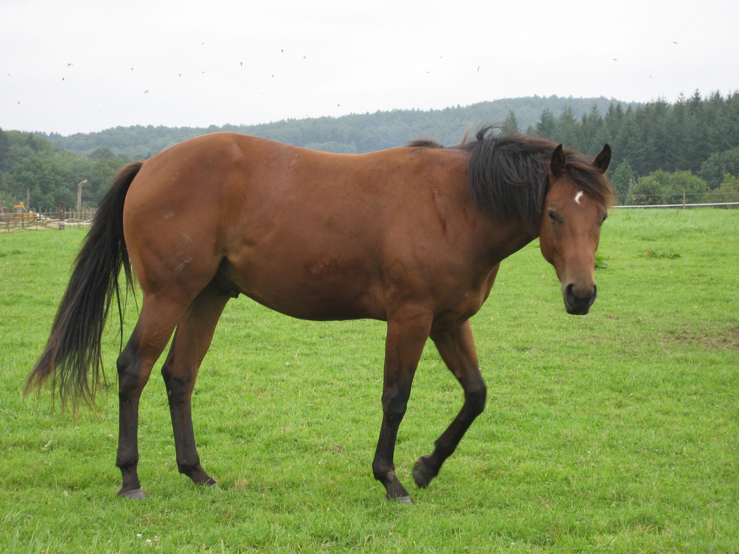 Horse breeds Flashcards Memorang