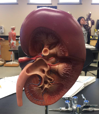 Urinary System Flashcards Memorang