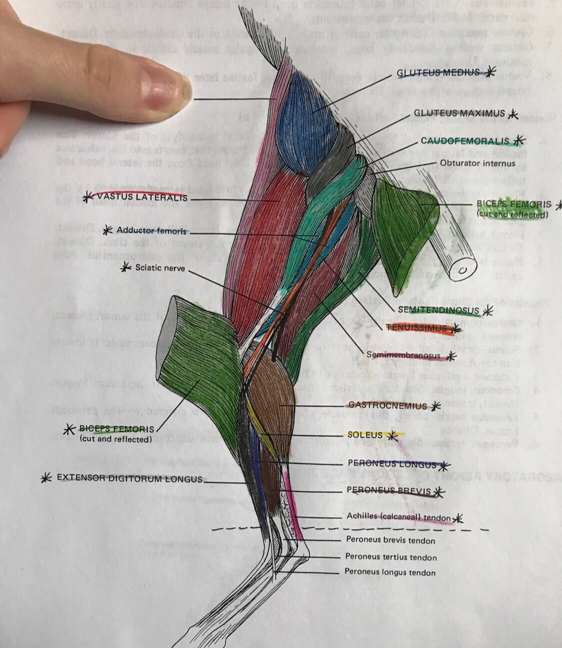 Cat Muscles Flashcards Memorang