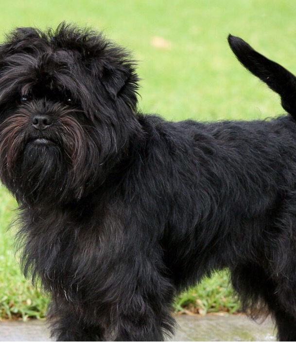 Toy dog group Flashcards Memorang