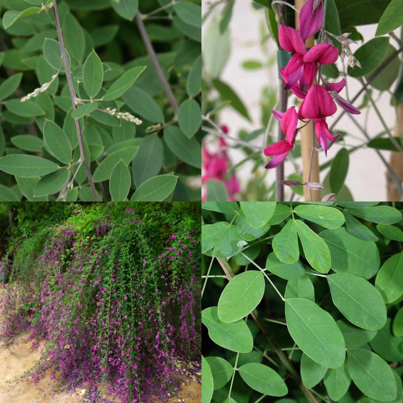 NVCC WOODY PLANTS LIST 711 Flashcards Memorang