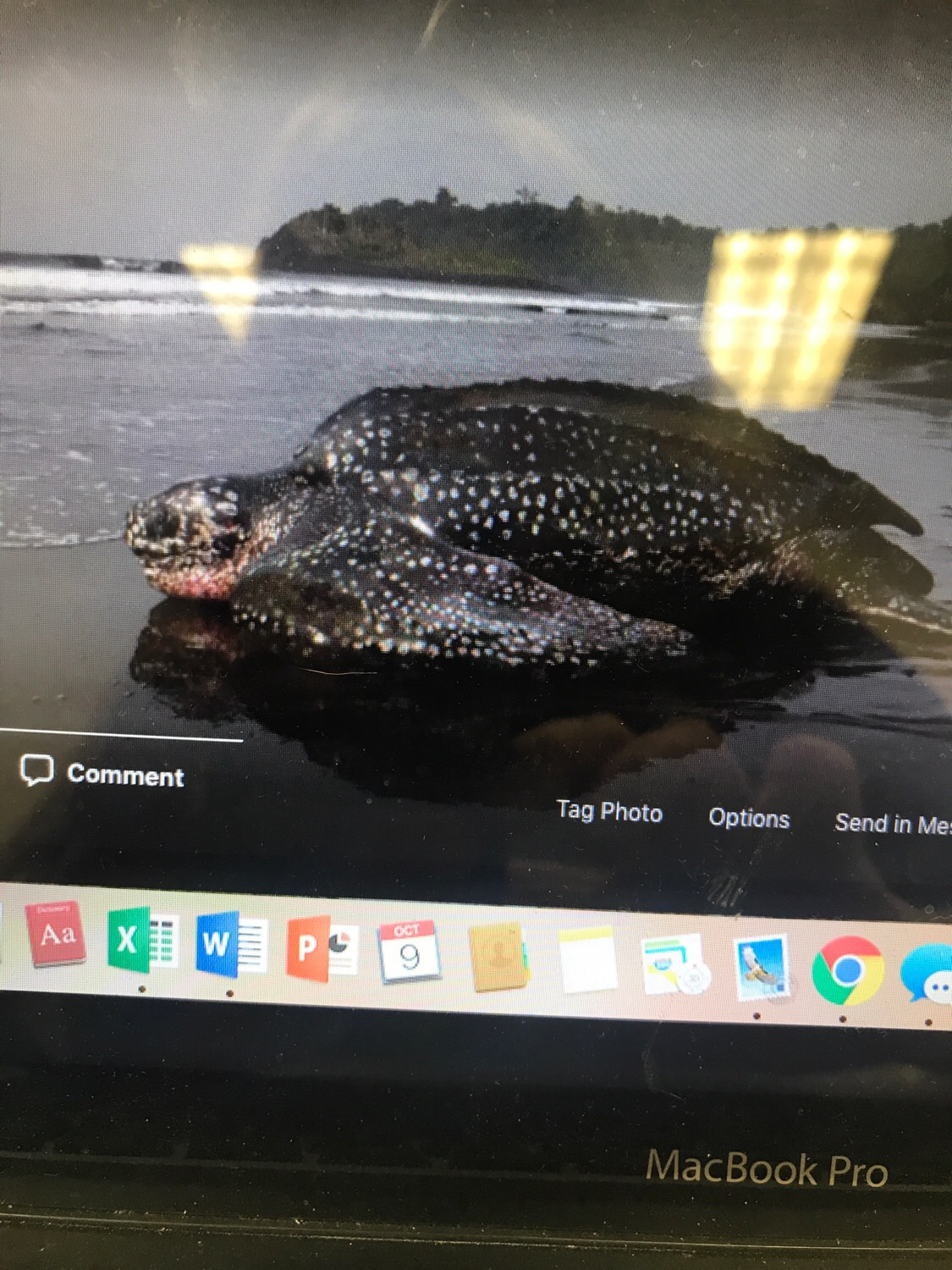 Sea Turtles Flashcards | Memorang