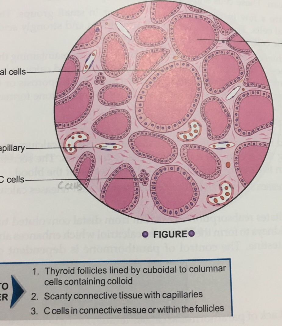 Histology Flashcards Memorang