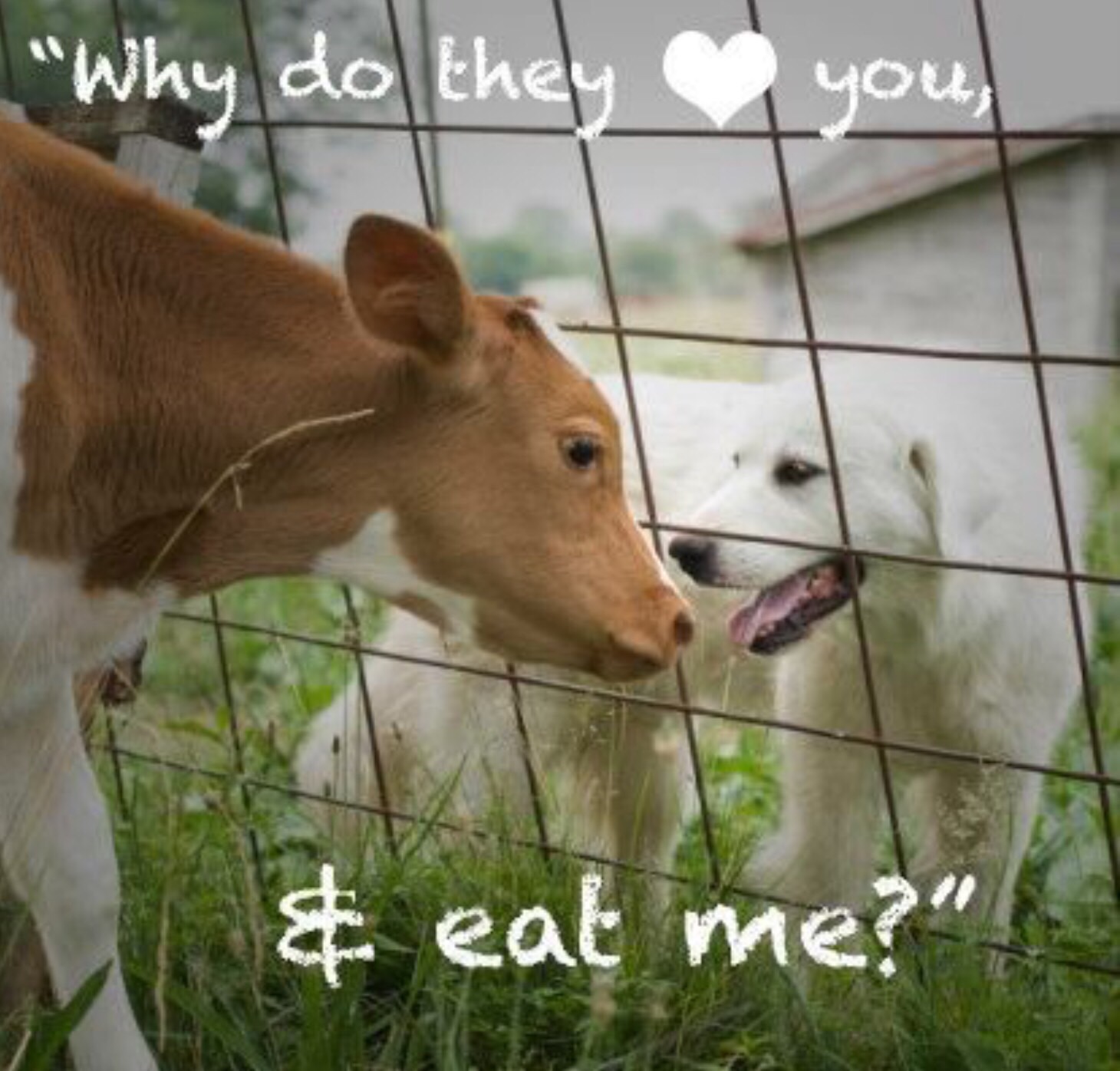 The Love Of Animals Flashcards Memorang