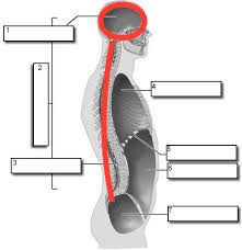Body Cavities Flashcards | Memorang