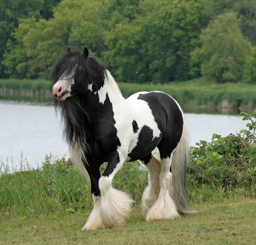 Horse Breeds Flashcards Memorang