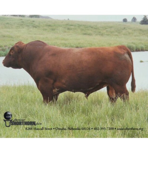 Beef Cattle Breeds Flashcards Memorang