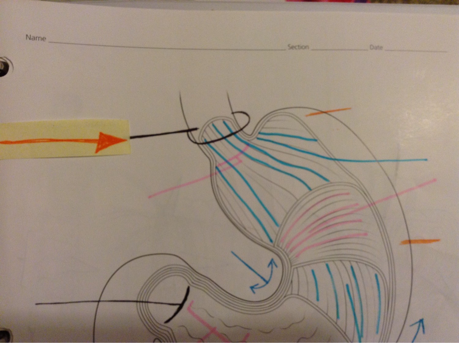 Digestive system Flashcards Memorang