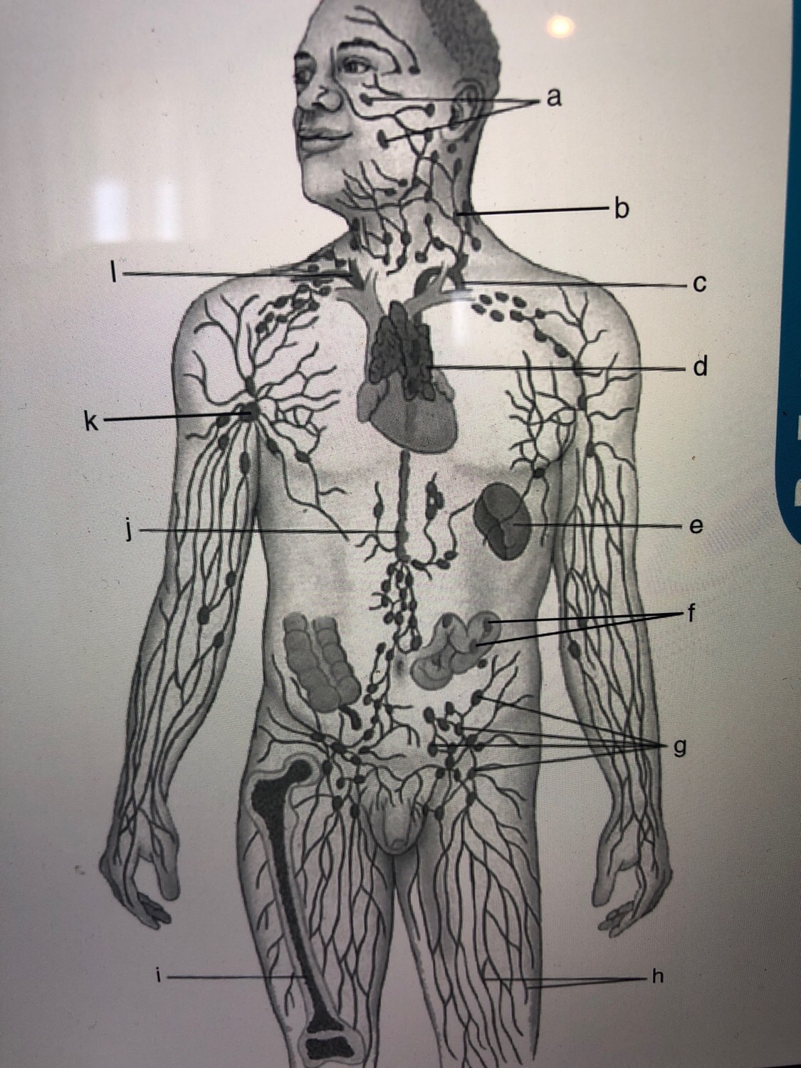 Exercise 35a The Lymphatic System And Immune Response The lymphatic System and Immune Response ex. 35 Flashcards | Memorang
